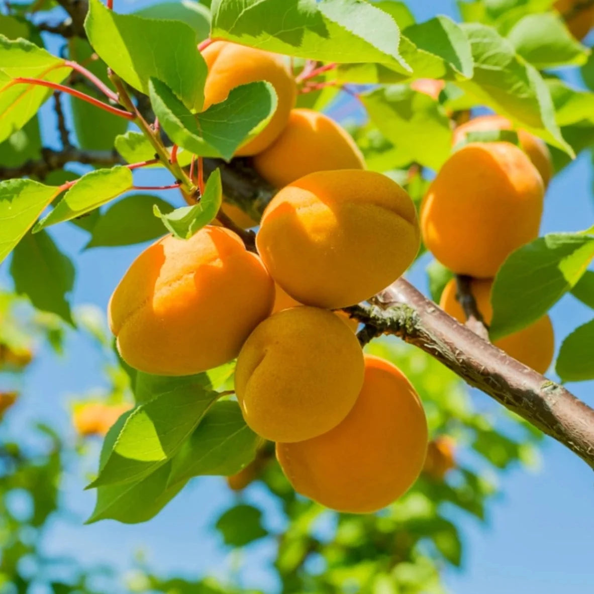 Apricot Kernel Oil