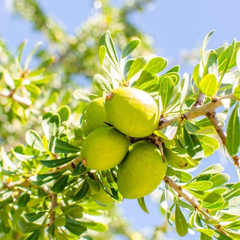 Argan Oil