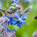 Borage Oil