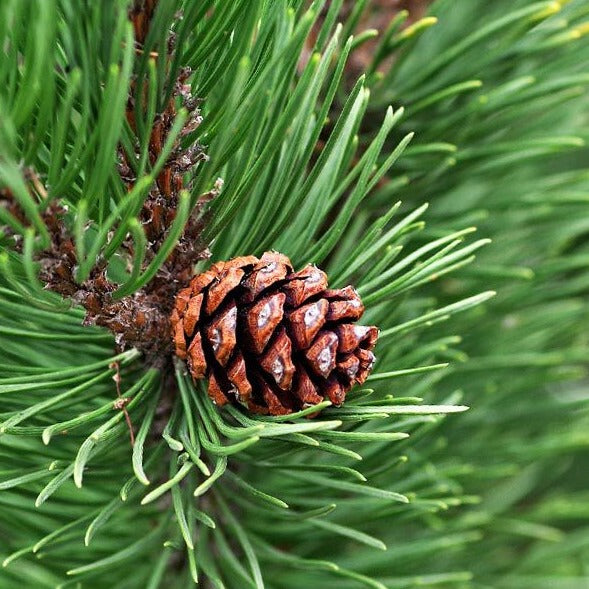 Cedarwood (Atlas) Essential Oil