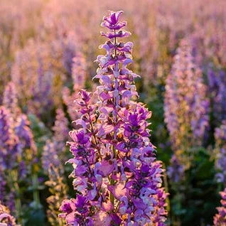 Clary Sage Essential Oil