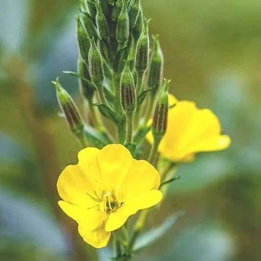 Evening Primrose Oil