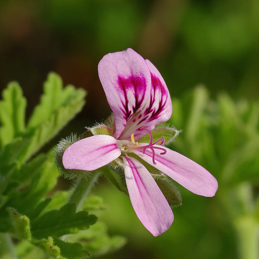 Geranium Essential Oil