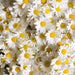 German (Blue) Chamomile Essential Oil