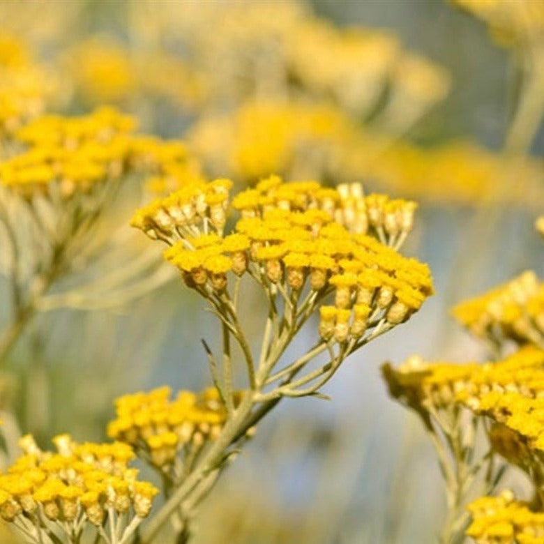 Helichrysum Italicum Essential Oil