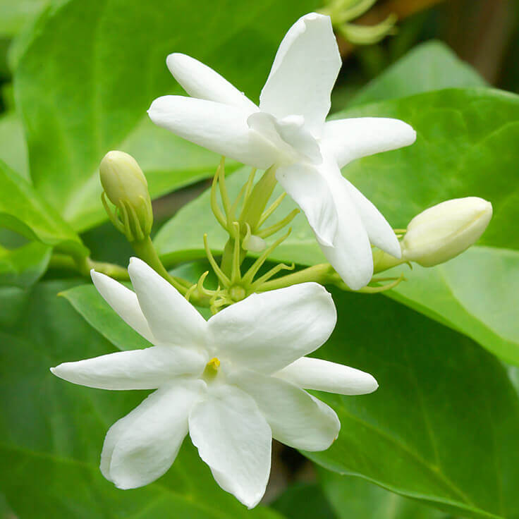 Jasmine Essential Oil (Jasmine Absolute)