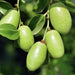 Jojoba Oil