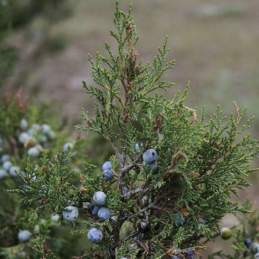 Juniper Berry Essential Oil