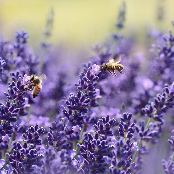 Lavender Essential Oil