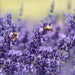 Lavender Essential Oil