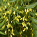 Neem Oil