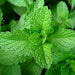 Peppermint Essential Oil