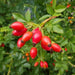 Rosehip Seed Oil