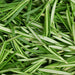 Rosemary Essential Oil - 1,8 Cineole