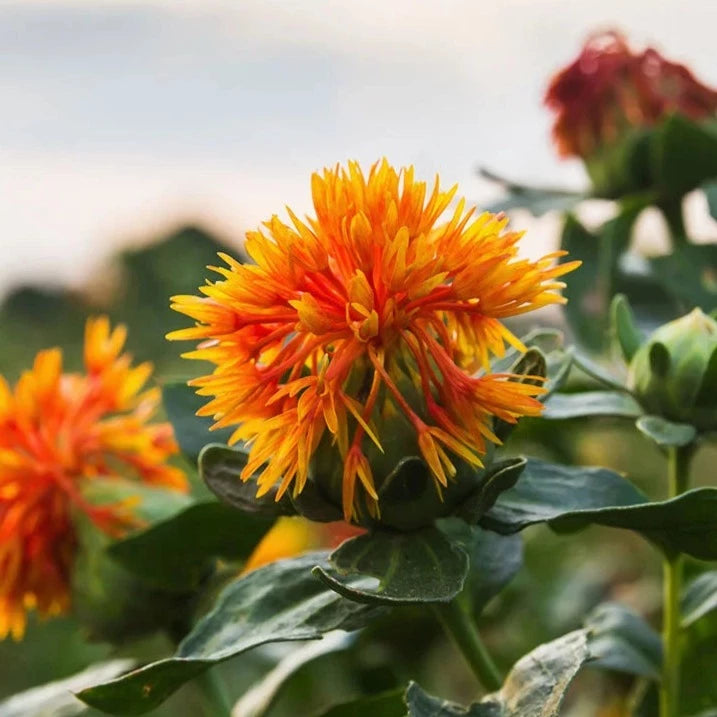 Safflower Oil