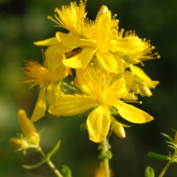 St. John's Wort Oil