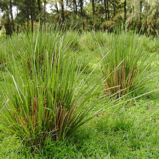 Vetiver Essential Oil