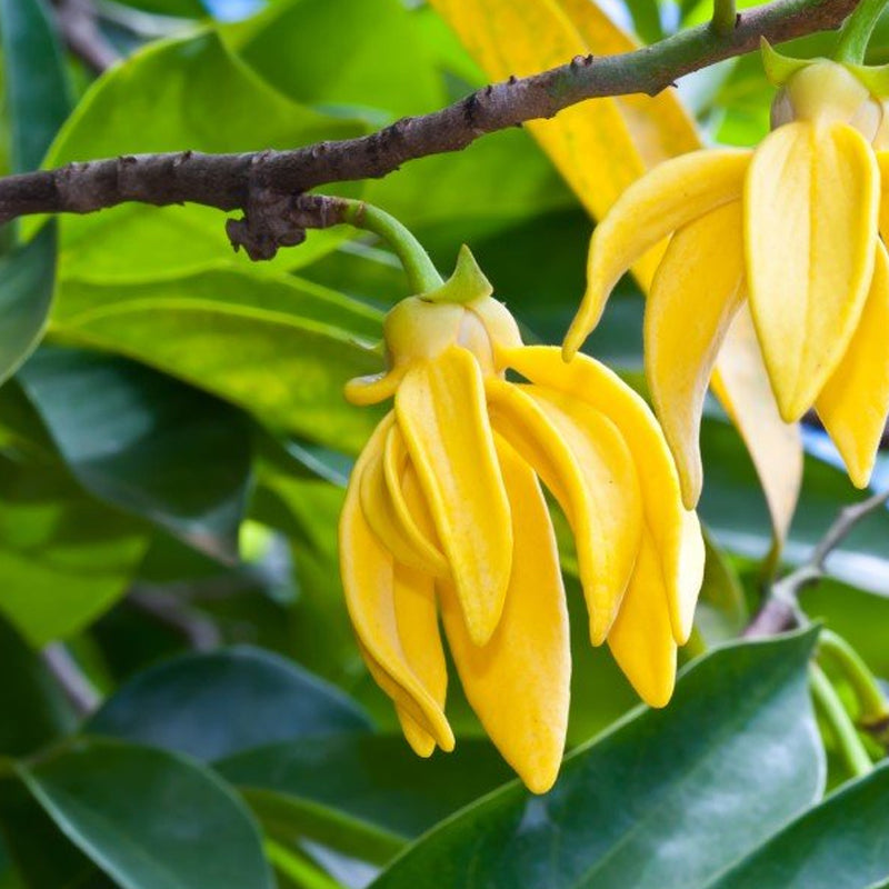 Ylang Ylang Essential Oil